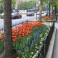 But on both the roadway’s sides … Wonderful Flower Beds colour the street